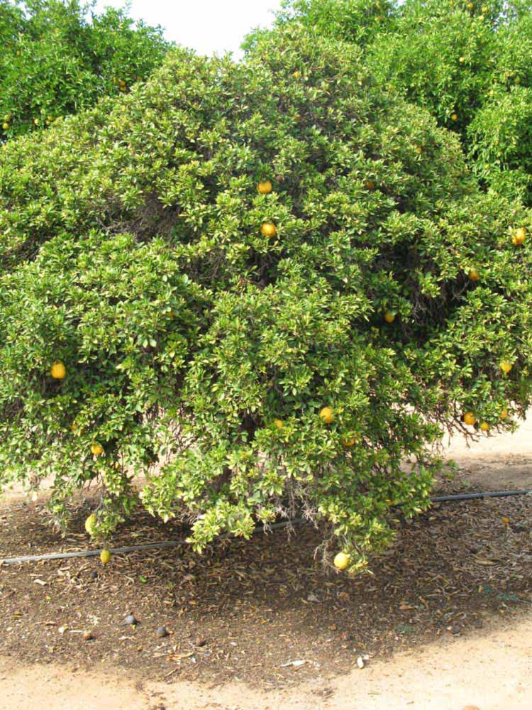               Habit (Myrtifolia, Riverside, CA)   